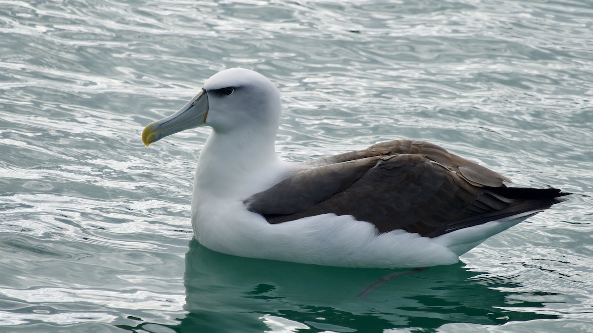 White-capped Albatross - ML617560169