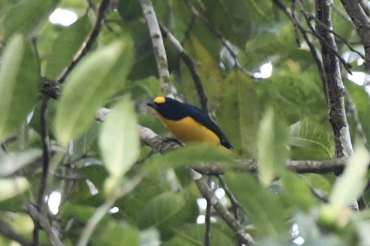 Yellow-throated Euphonia - Erik Atwell