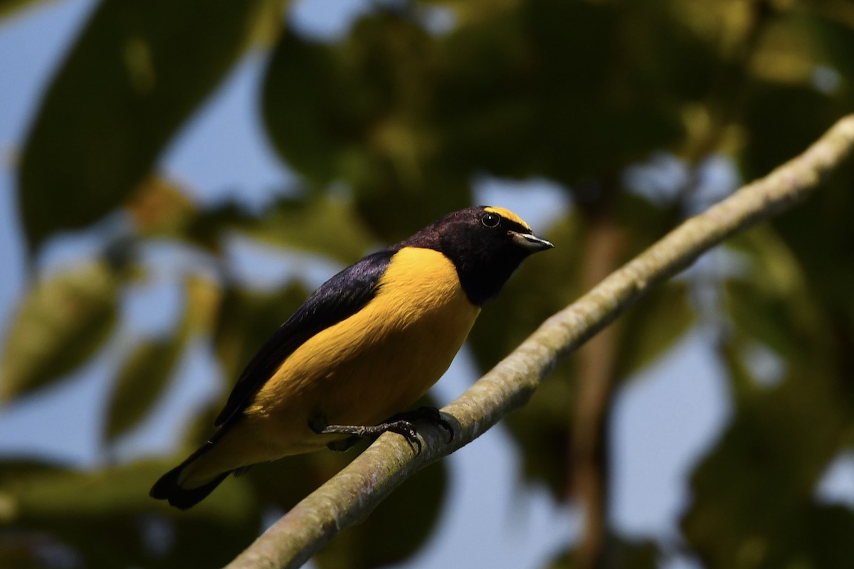 Scrub Euphonia - Erik Atwell