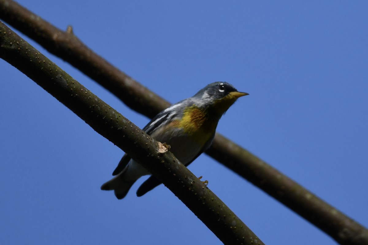 Northern Parula - ML617560182