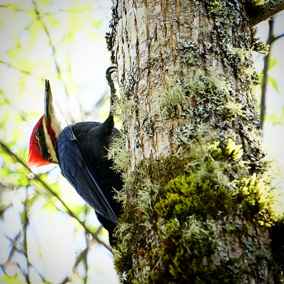 Pileated Woodpecker - ML617560203