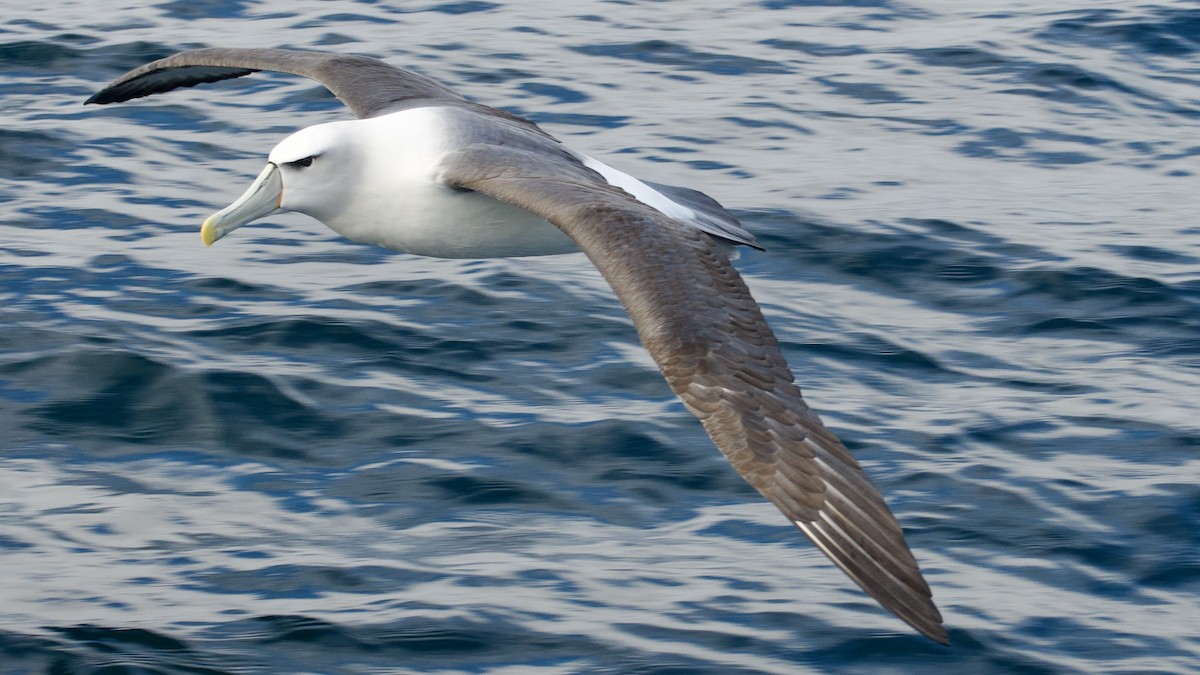Albatros à cape blanche - ML617560217
