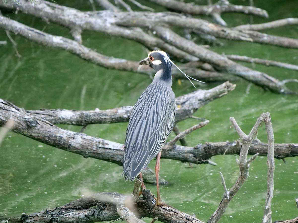 Yellow-crowned Night Heron - Karen Coupland