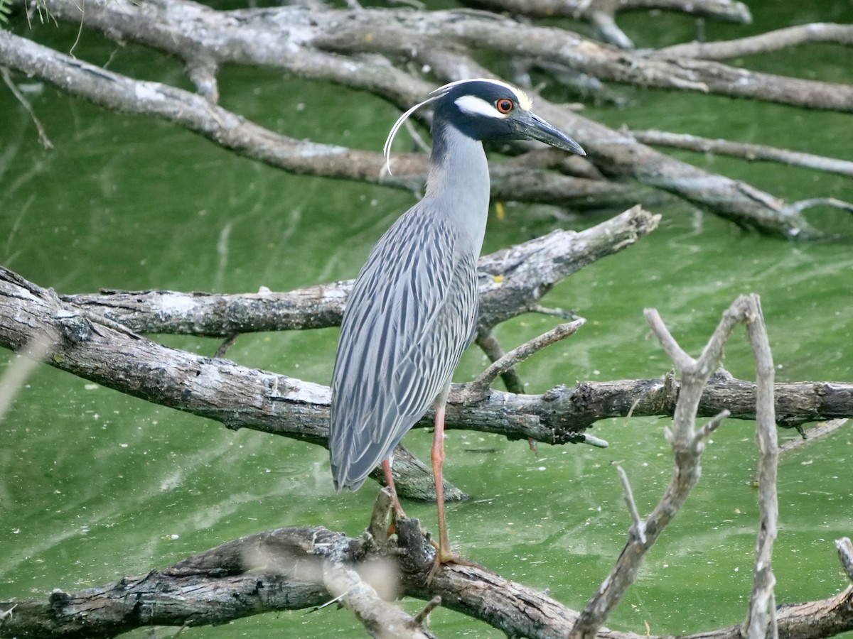 Yellow-crowned Night Heron - Karen Coupland