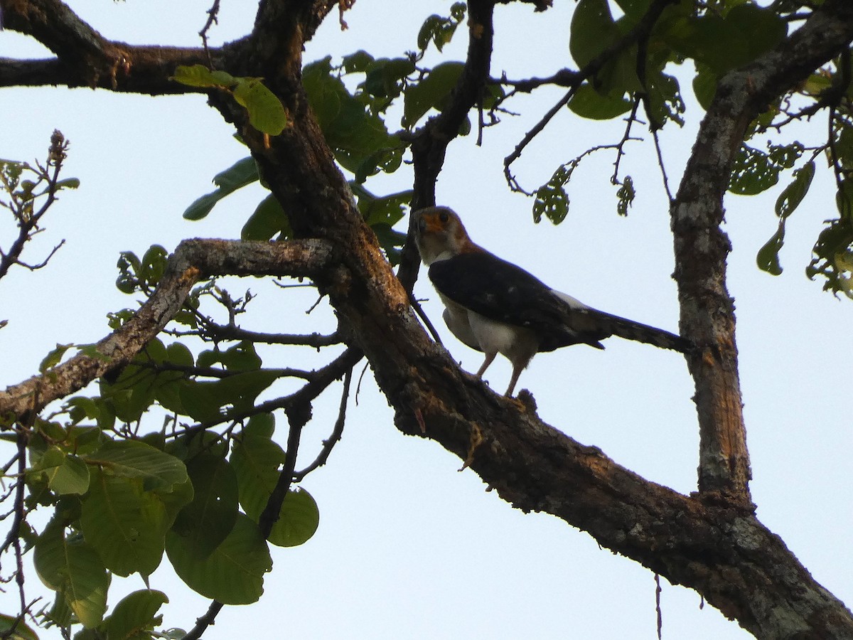 White-rumped Falcon - ML617560248