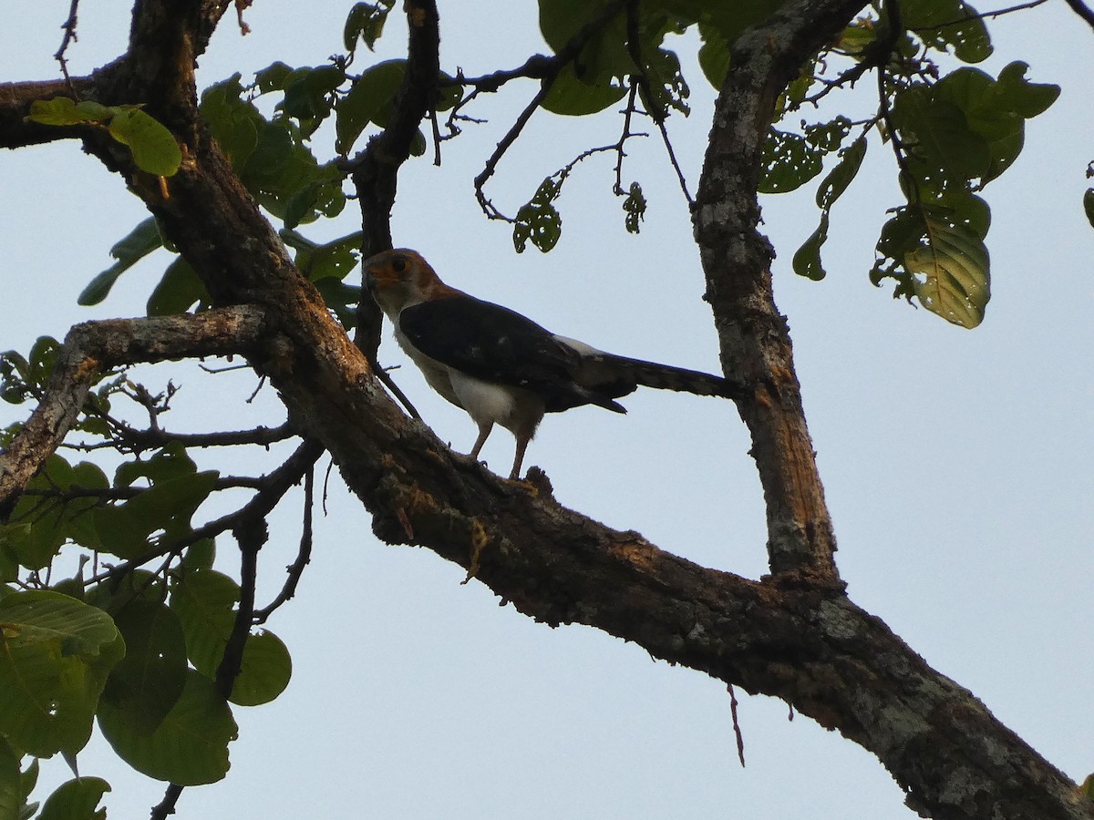 White-rumped Falcon - ML617560249