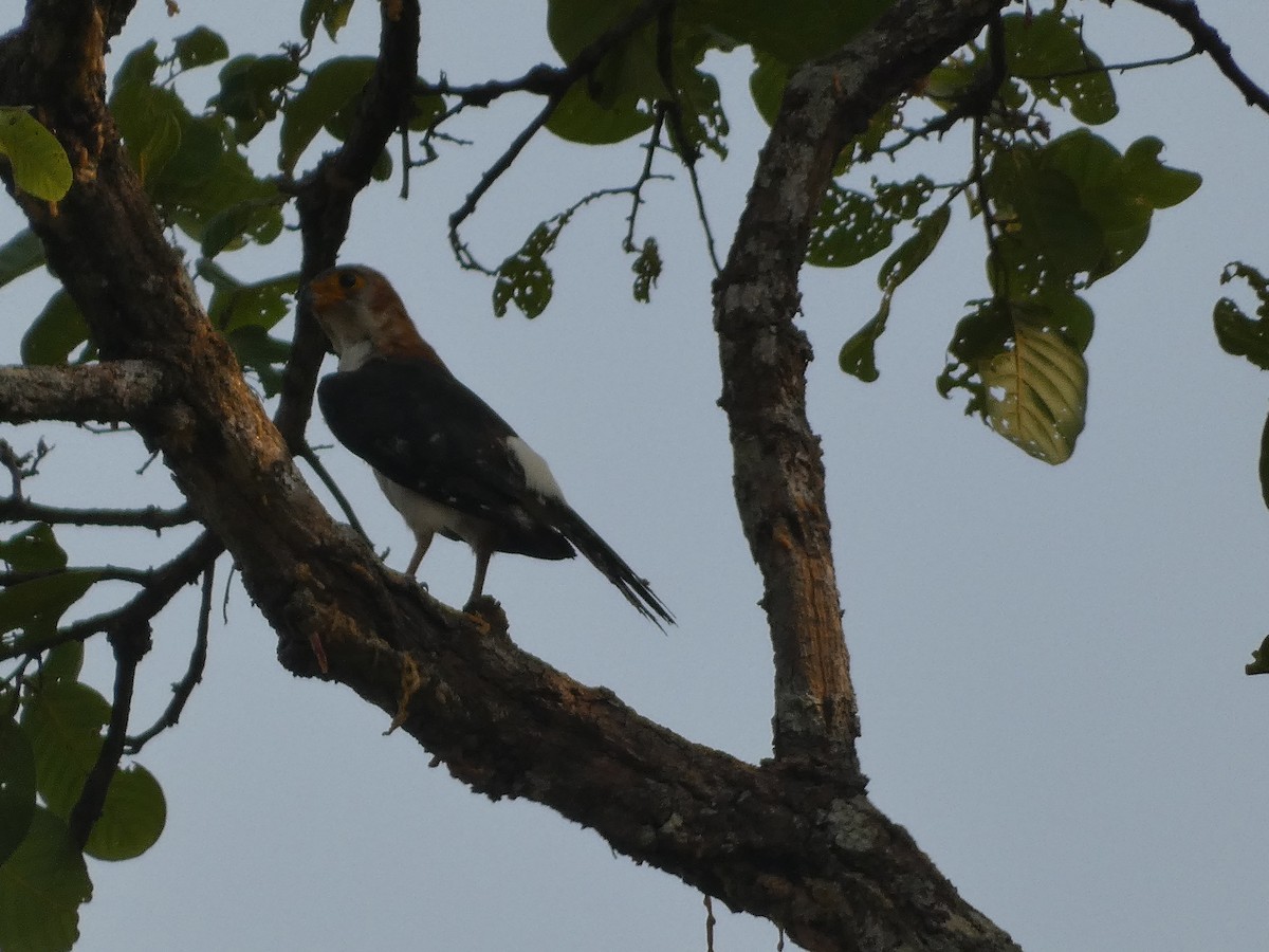 White-rumped Falcon - ML617560250