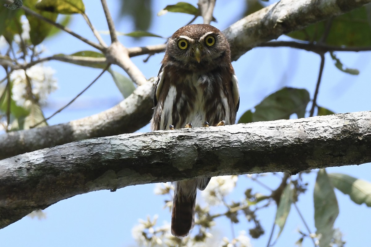 Ferruginous Pygmy-Owl - ML617560274