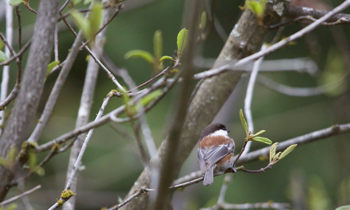 Mésange à dos marron - ML617560300