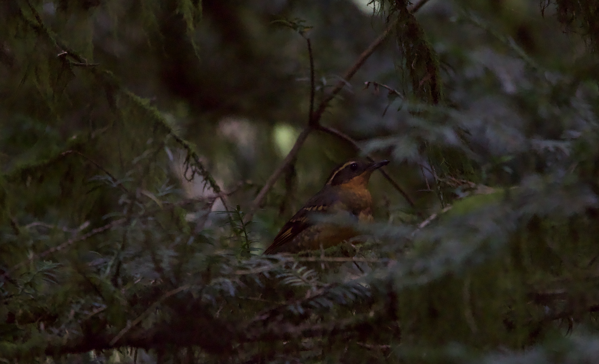 Varied Thrush - ML617560304