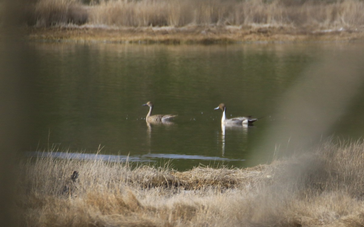 Northern Pintail - ML617560315