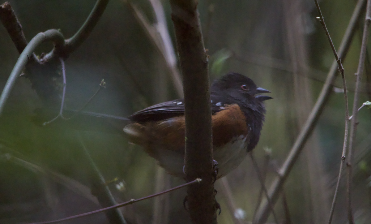 Spotted Towhee - ML617560331