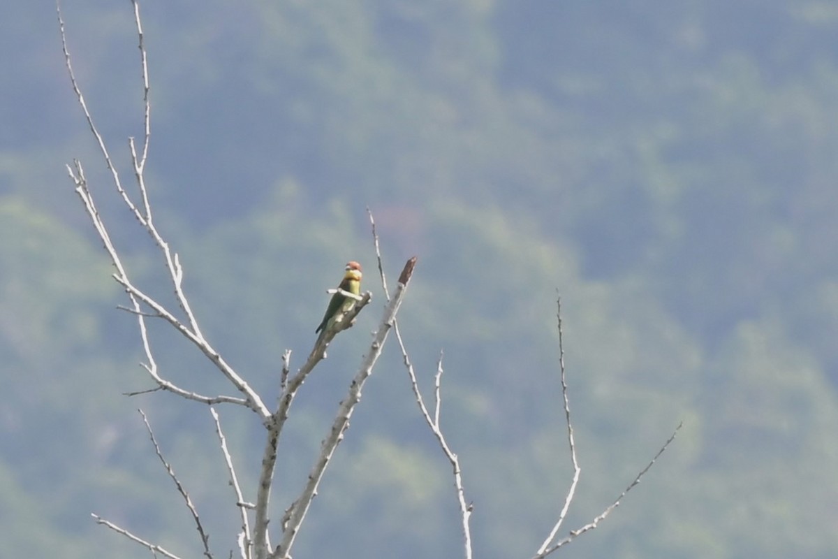 Chestnut-headed Bee-eater - ML617560353