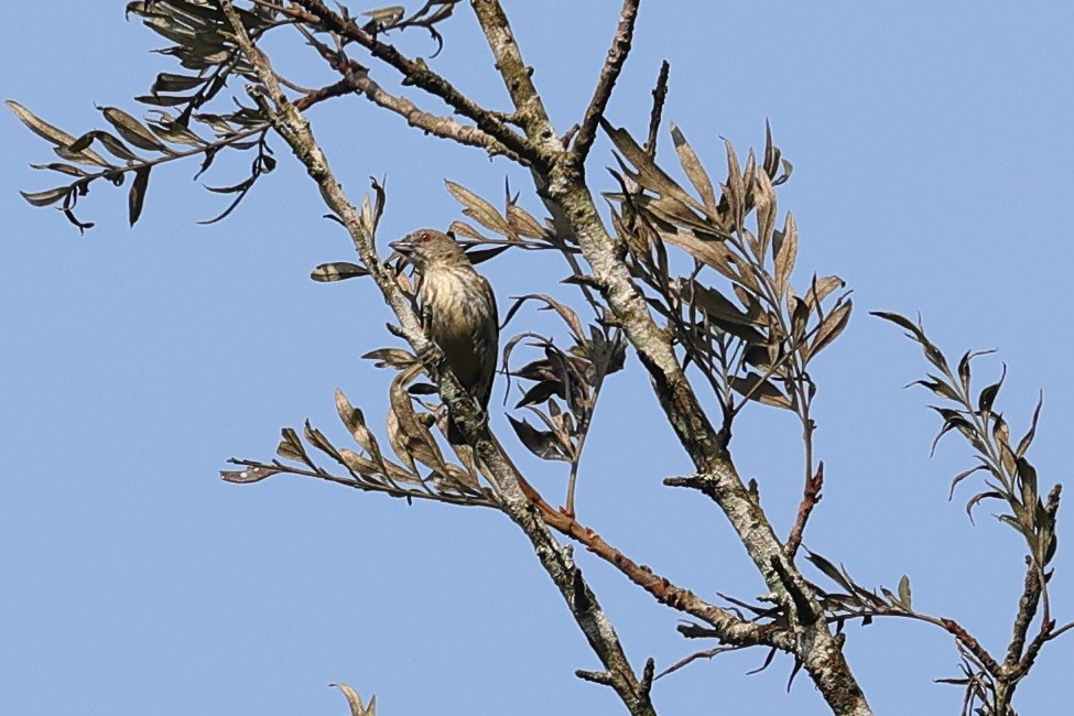 Thick-billed Flowerpecker - Kakul Paul