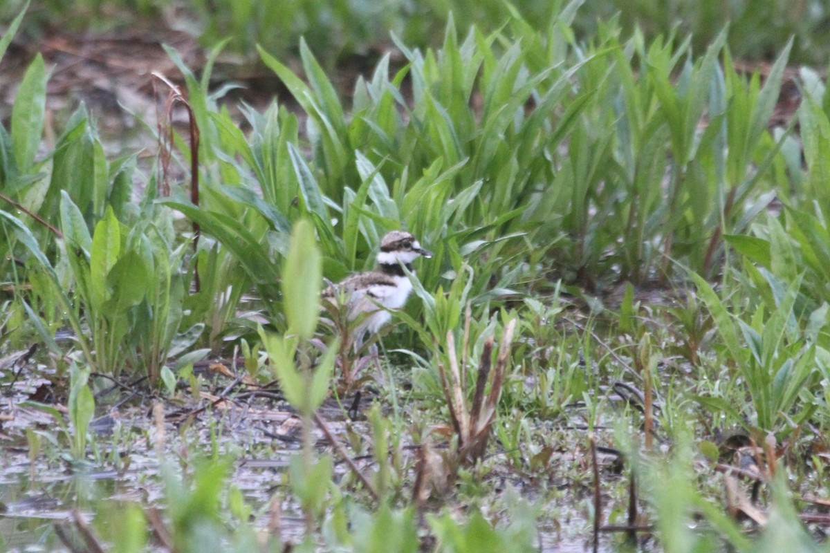 Killdeer - ML617560358