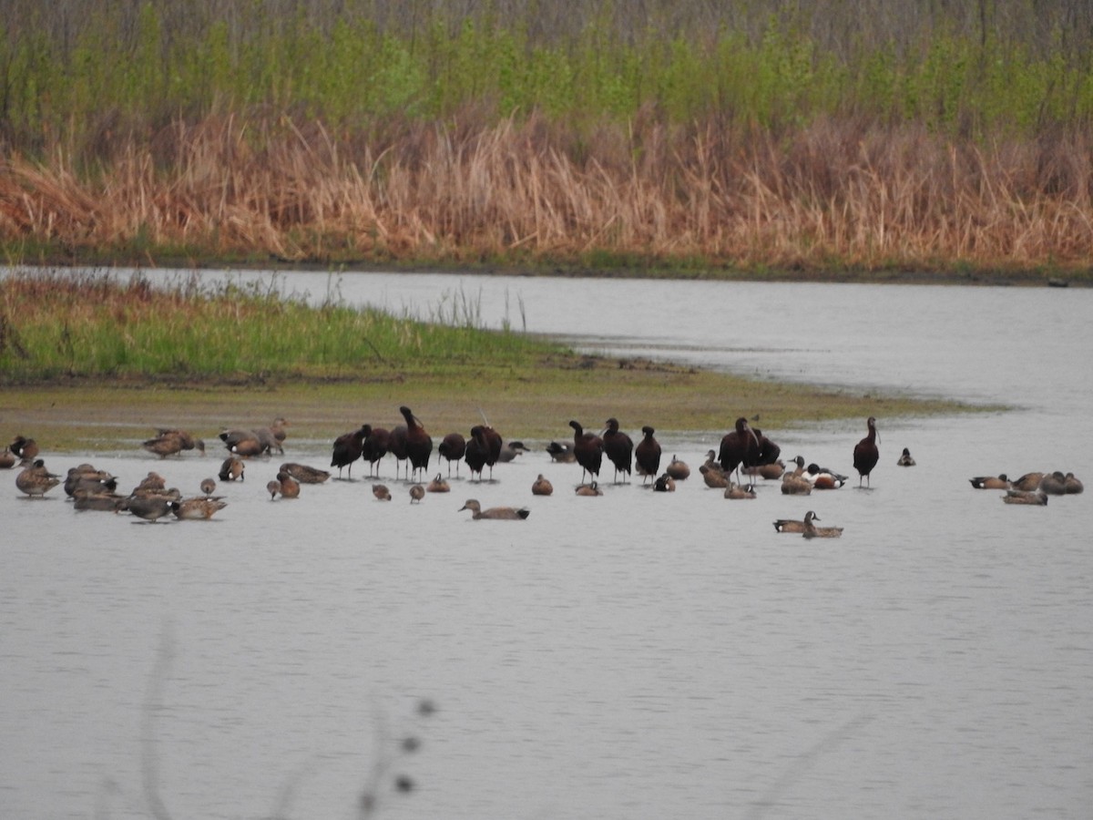 White-faced Ibis - ML617560361