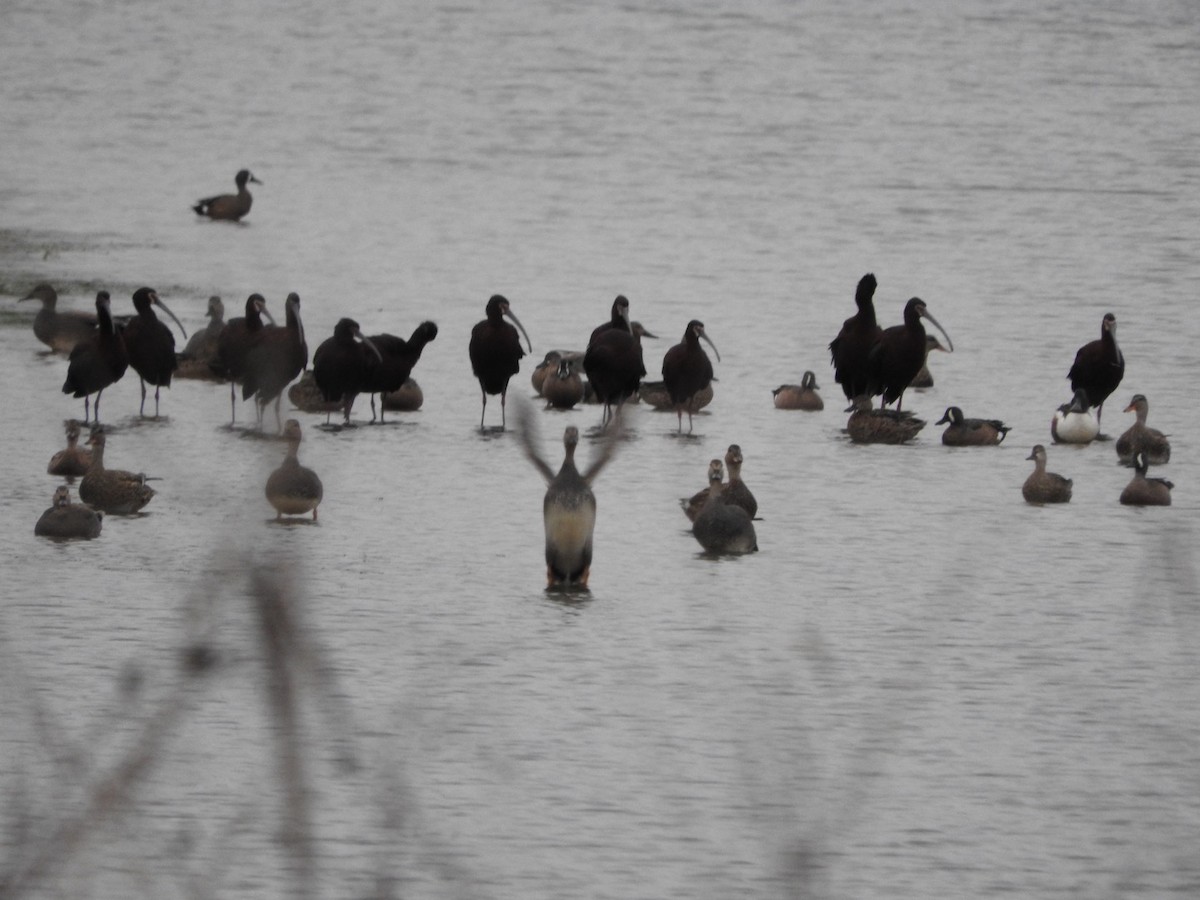 White-faced Ibis - ML617560362