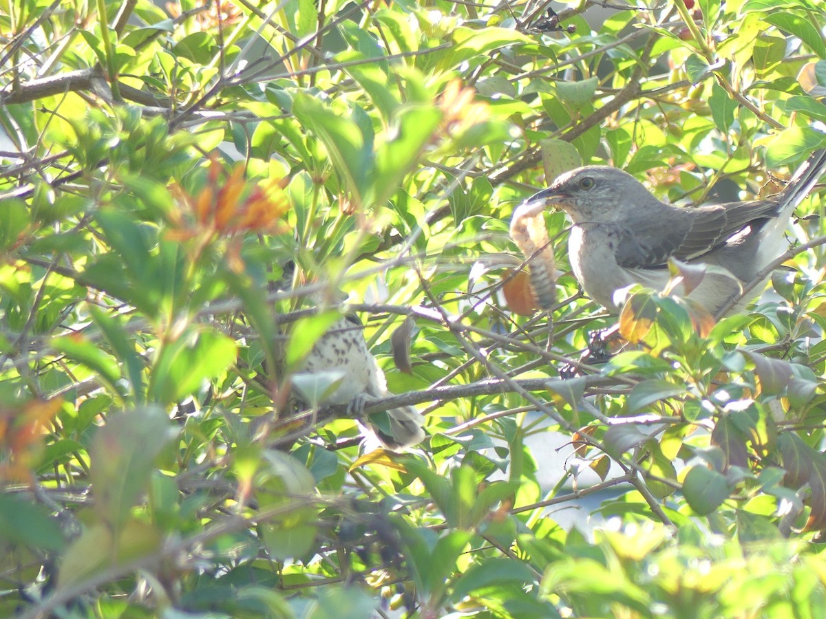 Northern Mockingbird - Betty Holcomb