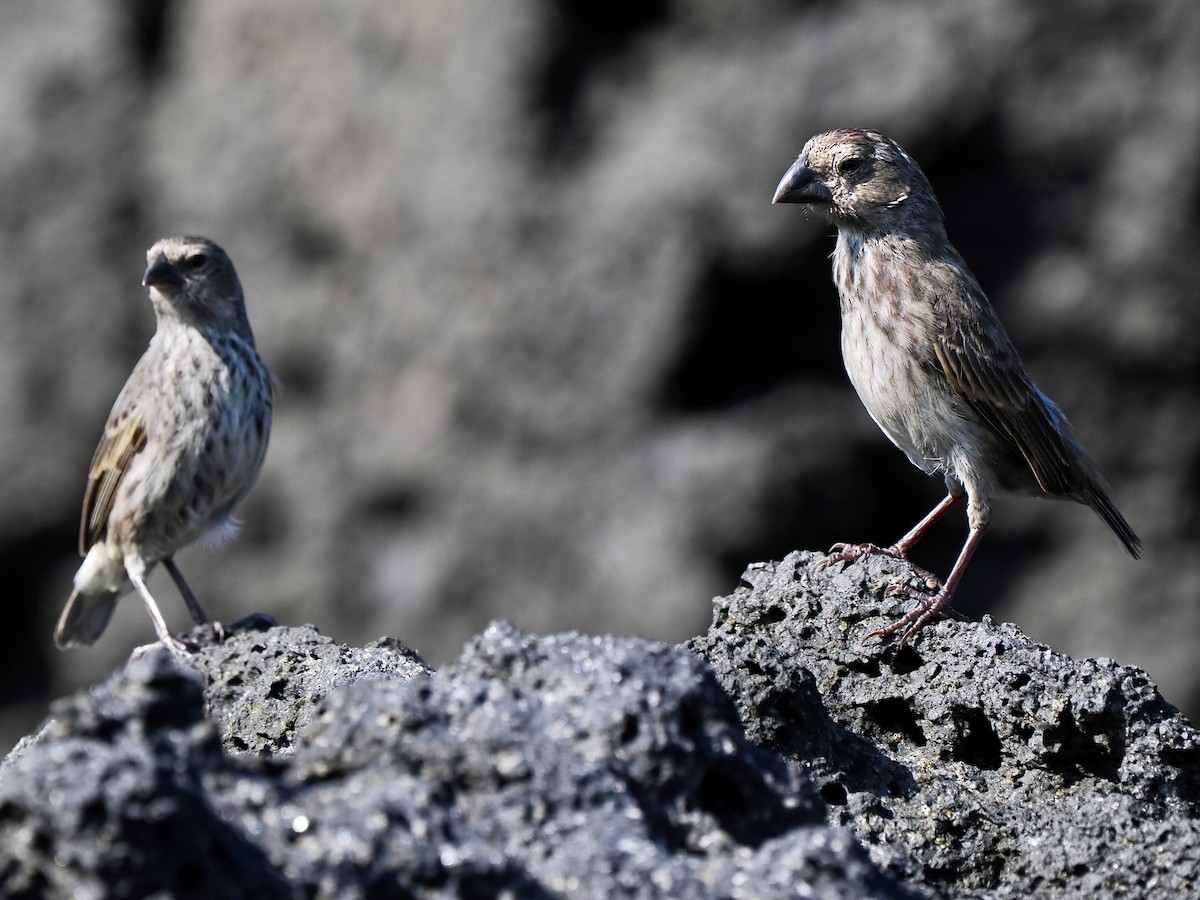 Medium Ground-Finch - ML617560436