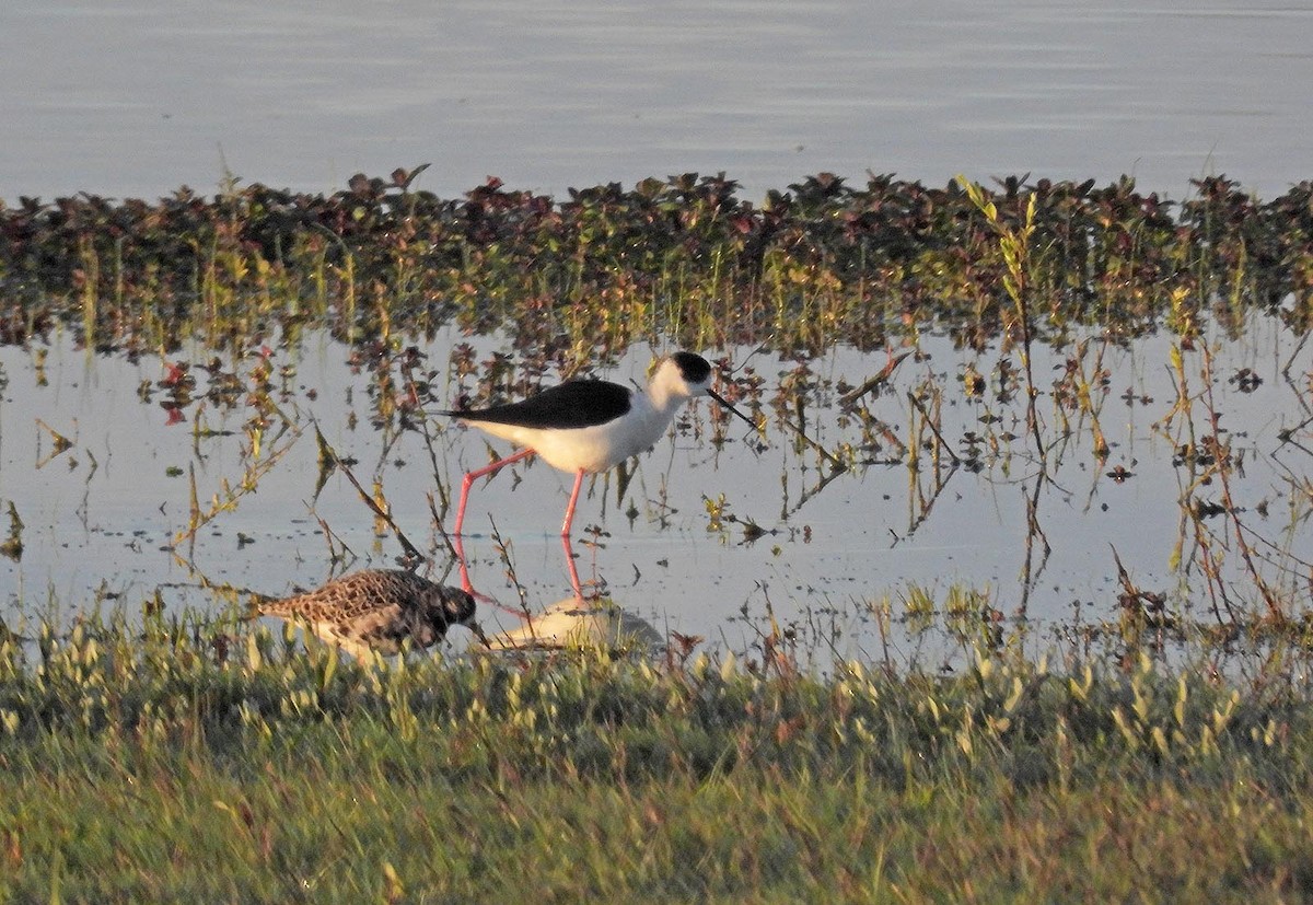 Black-winged Stilt - ML617560460