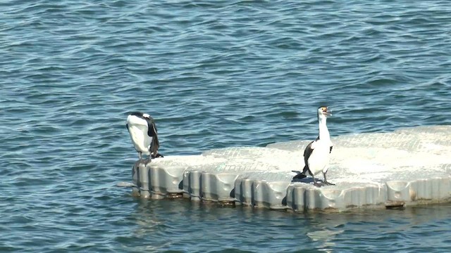 Pied Cormorant - ML617560486