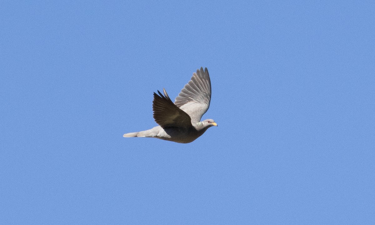 Band-tailed Pigeon - Brian Sullivan