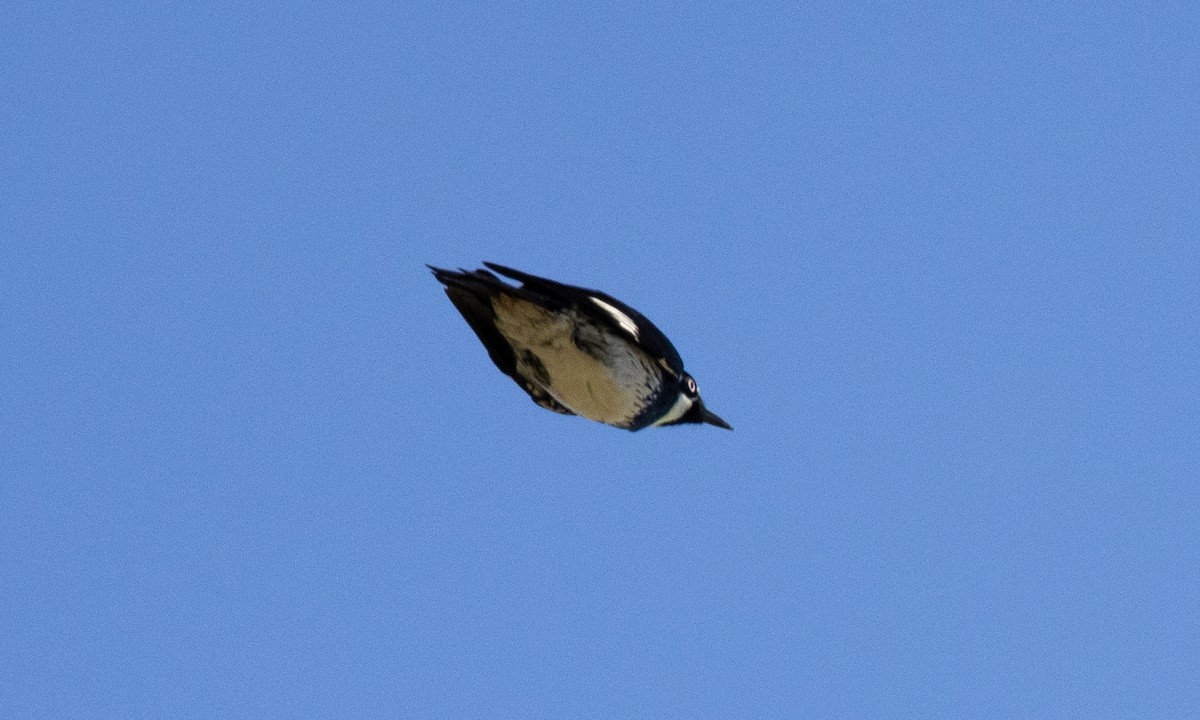 Acorn Woodpecker - ML617560497