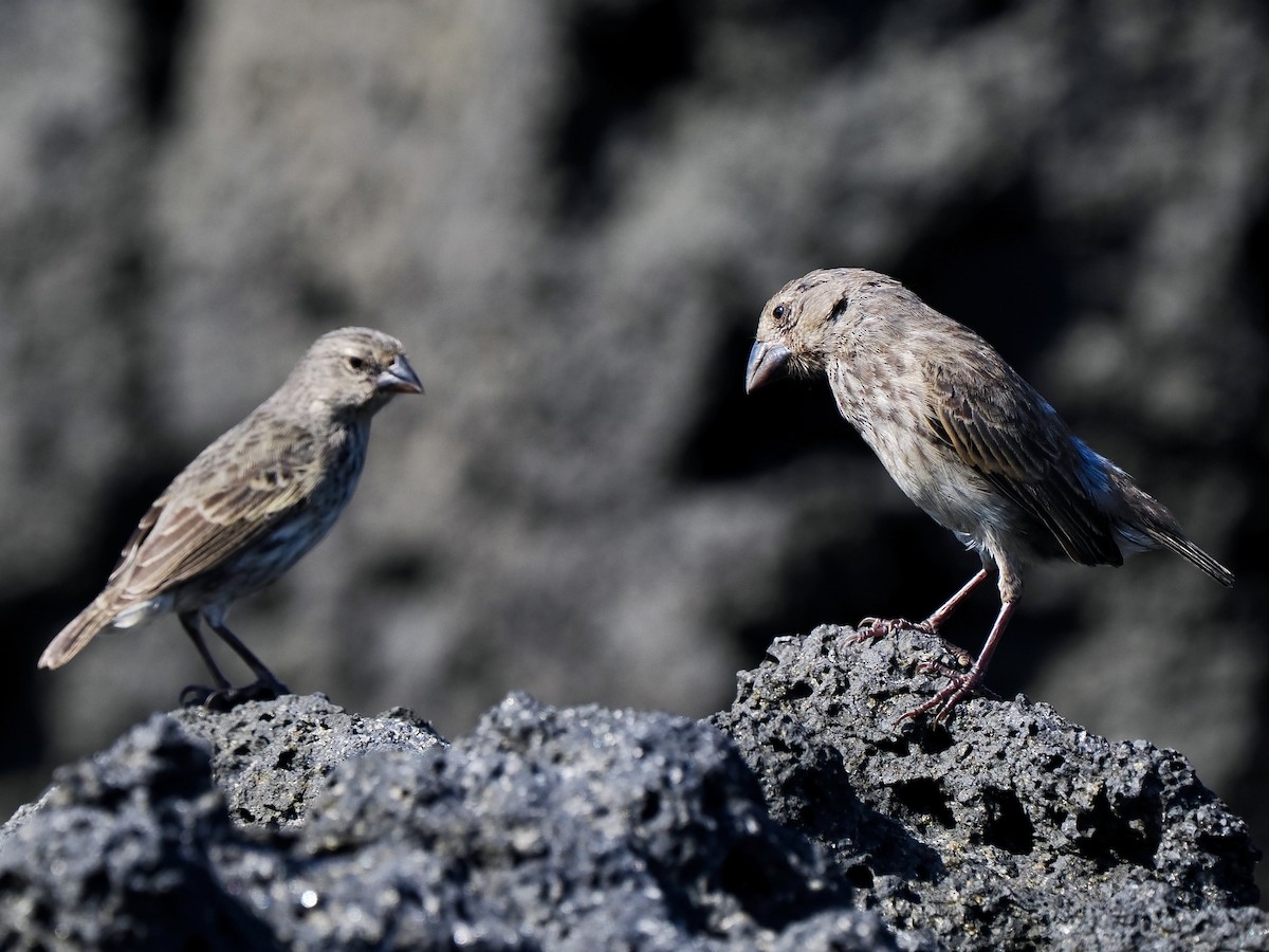 Medium Ground-Finch - Gabriel Willow