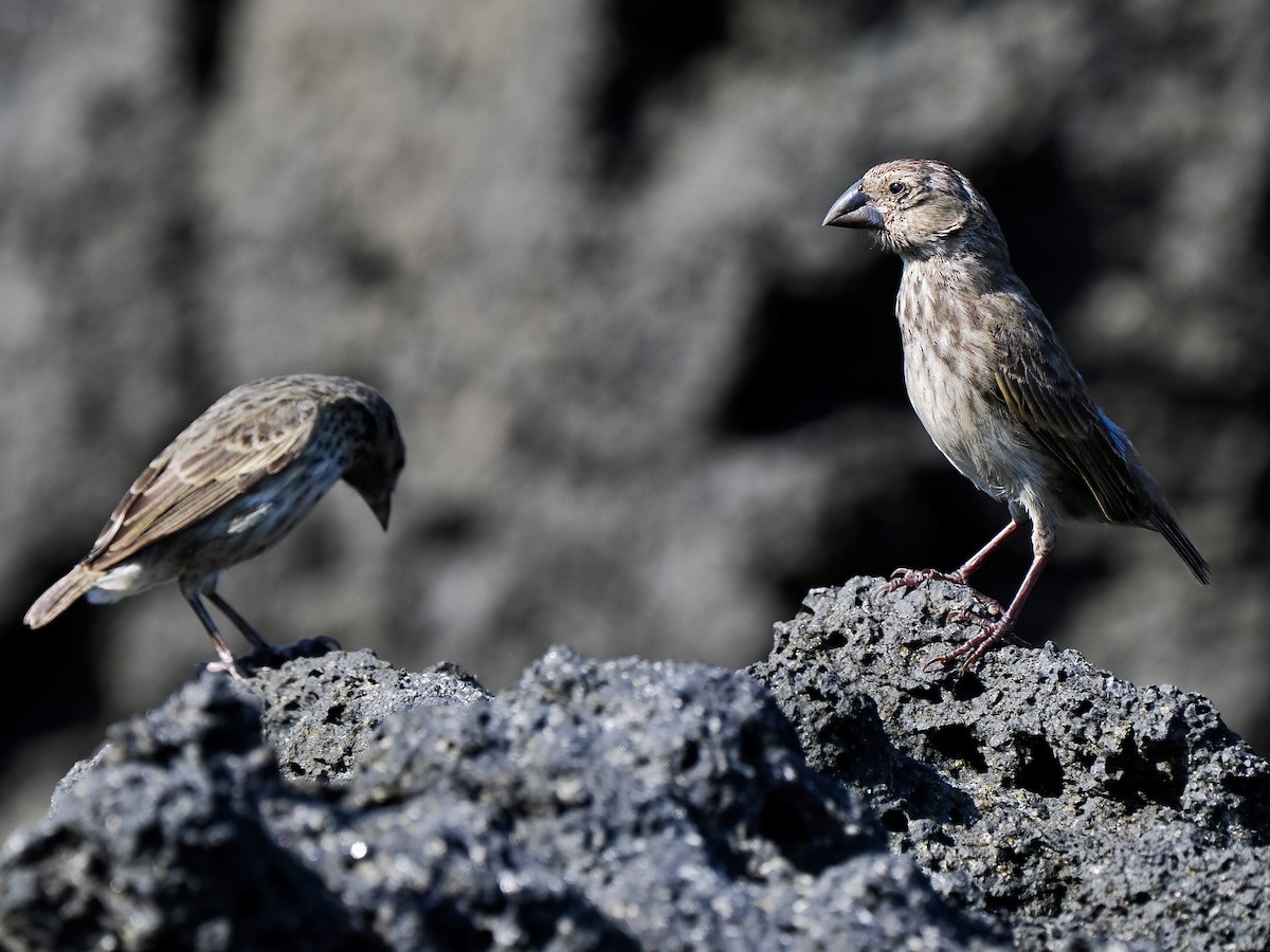 Medium Ground-Finch - ML617560503