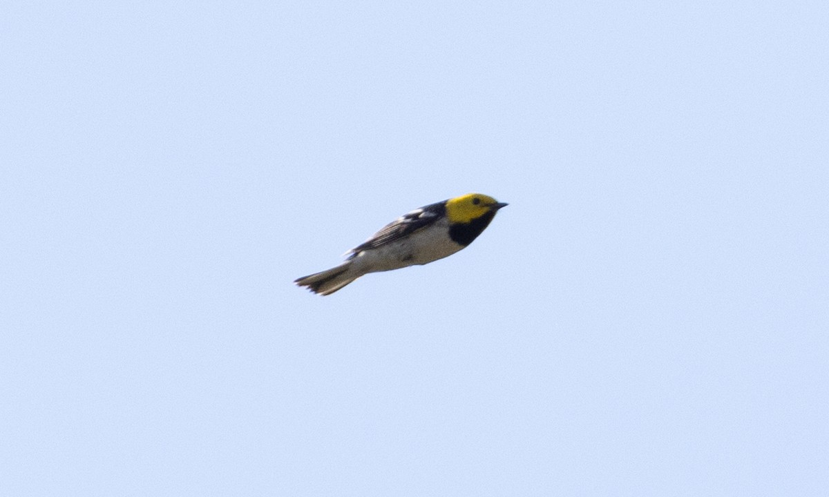 Hermit Warbler - Brian Sullivan