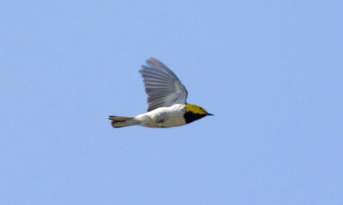 Hermit Warbler - Brian Sullivan