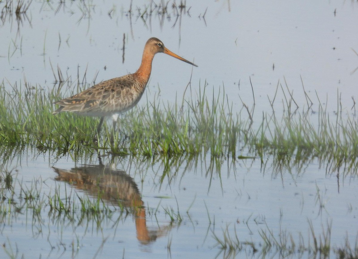 Black-tailed Godwit - ML617560517