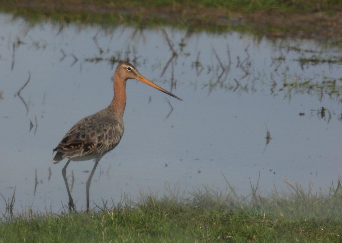 Black-tailed Godwit - ML617560519