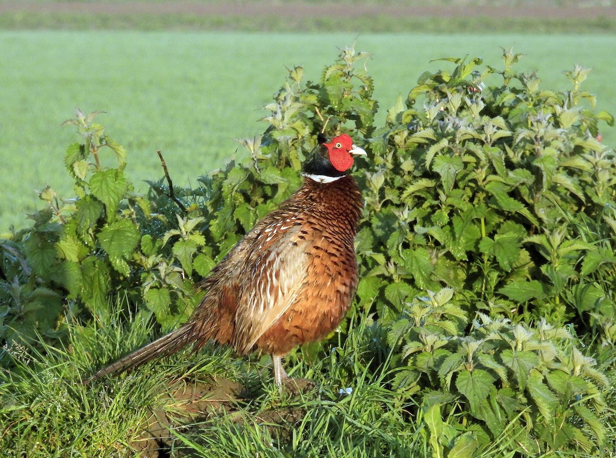 Ring-necked Pheasant - ML617560532