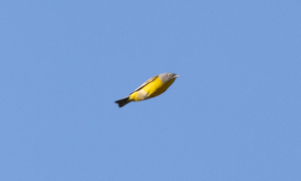 Nashville Warbler - ML617560533