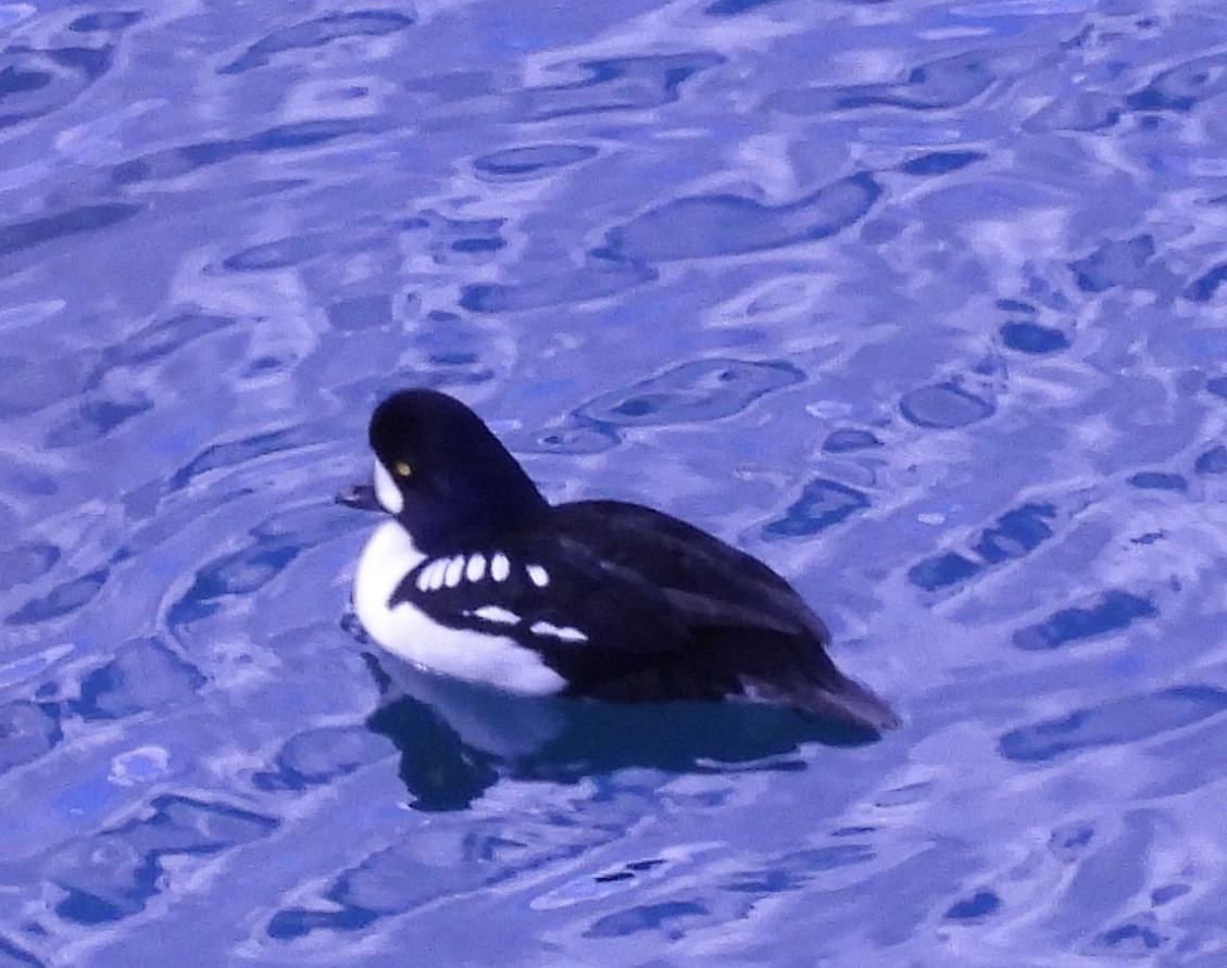 Barrow's Goldeneye - ML617560534