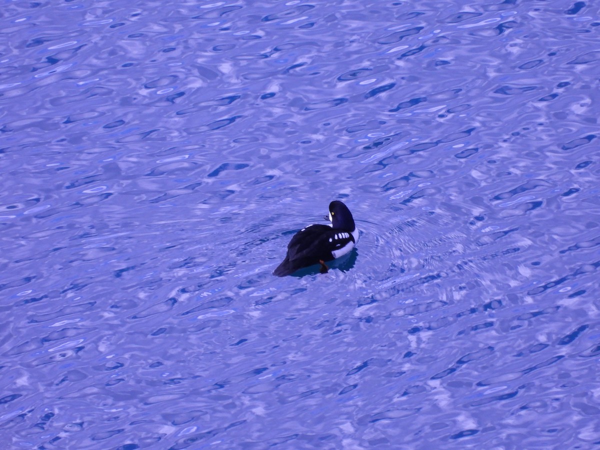 Barrow's Goldeneye - ML617560535