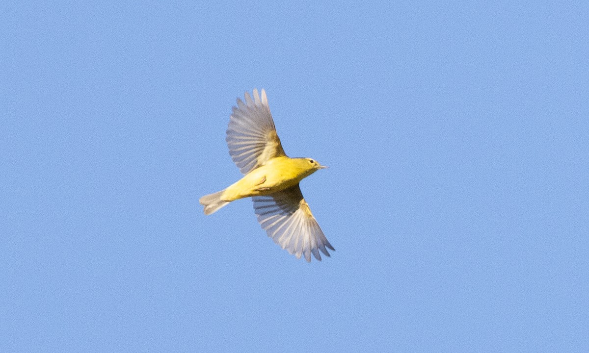 Orange-crowned Warbler - Brian Sullivan