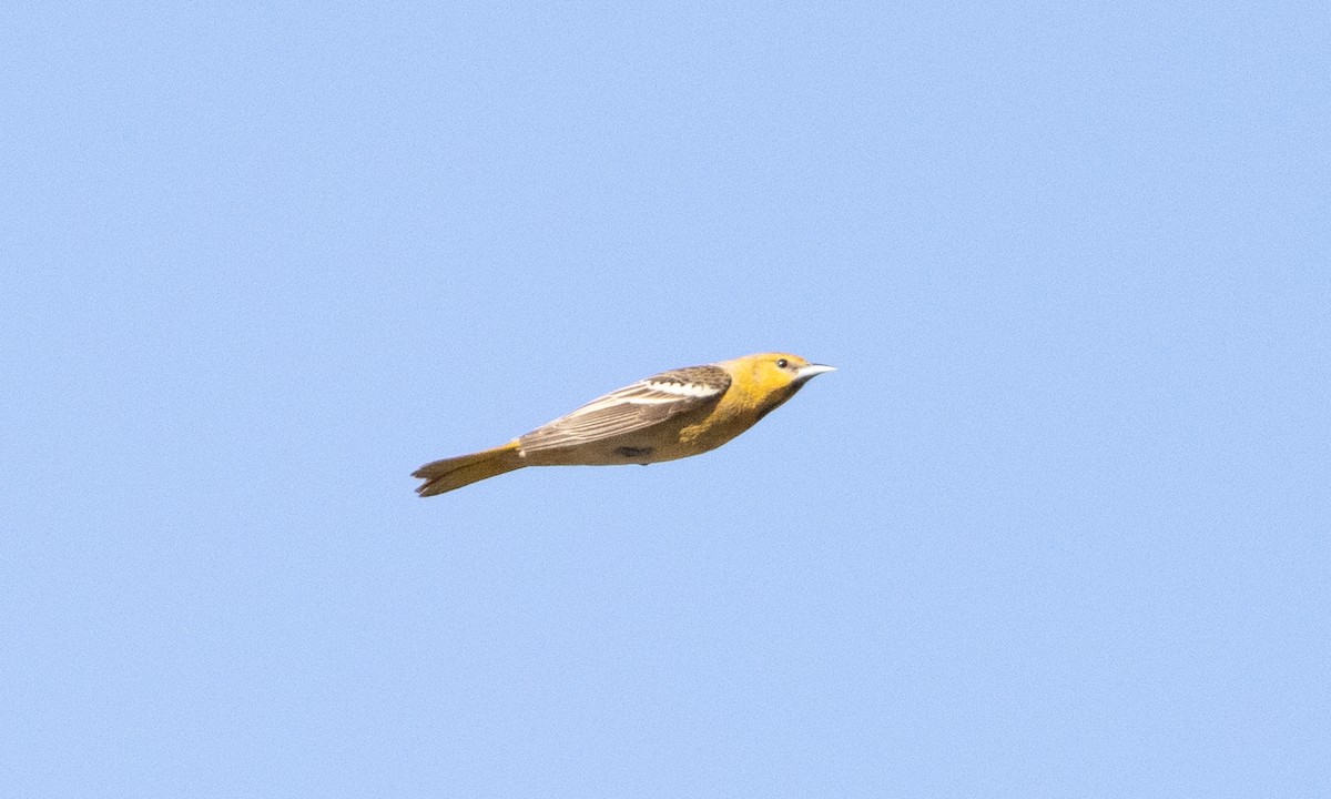 Bullock's Oriole - ML617560547