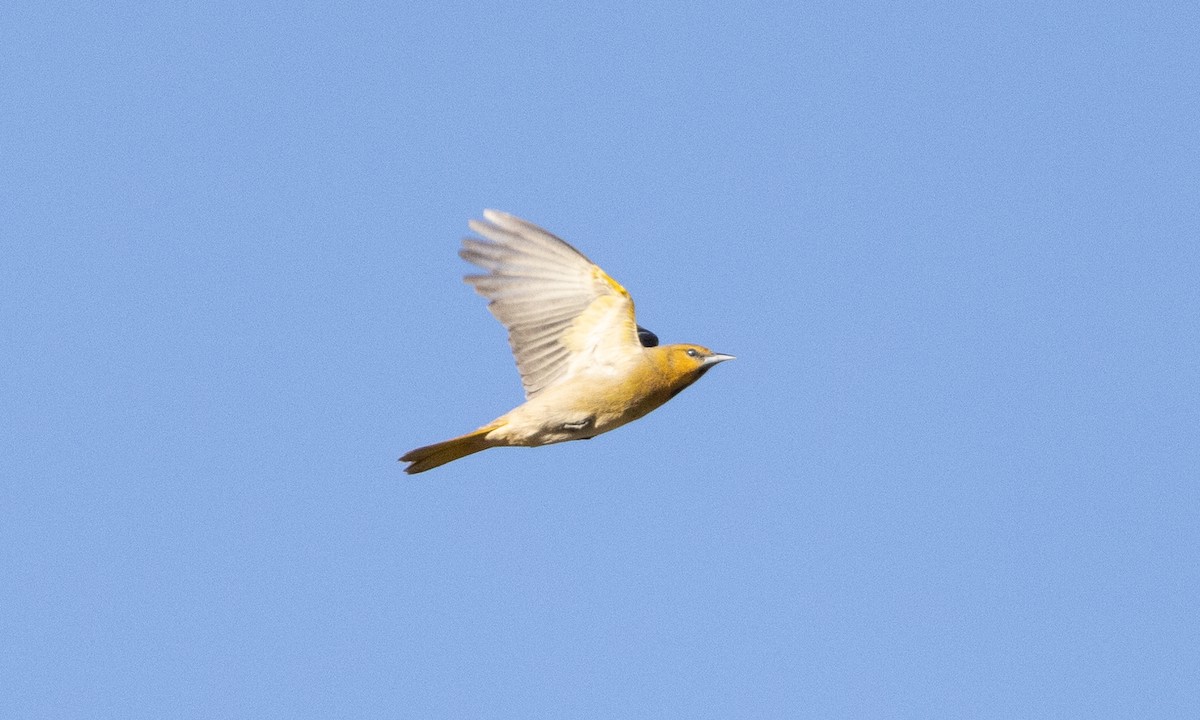 Bullock's Oriole - Brian Sullivan