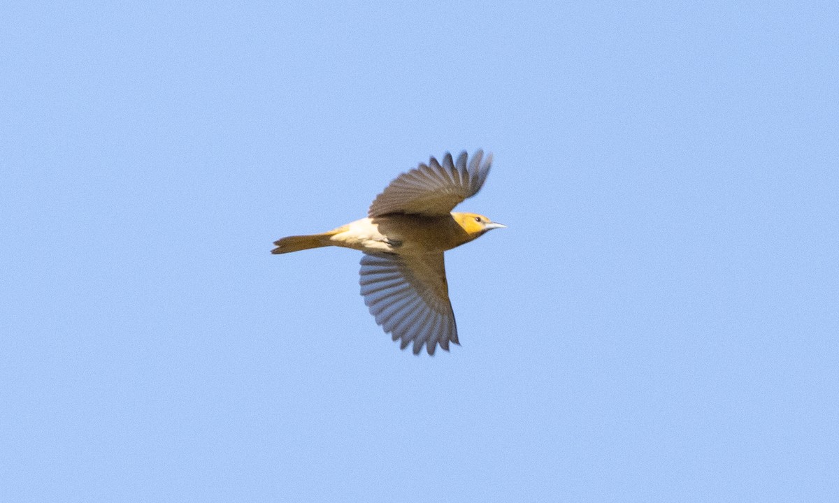 Bullock's Oriole - Brian Sullivan