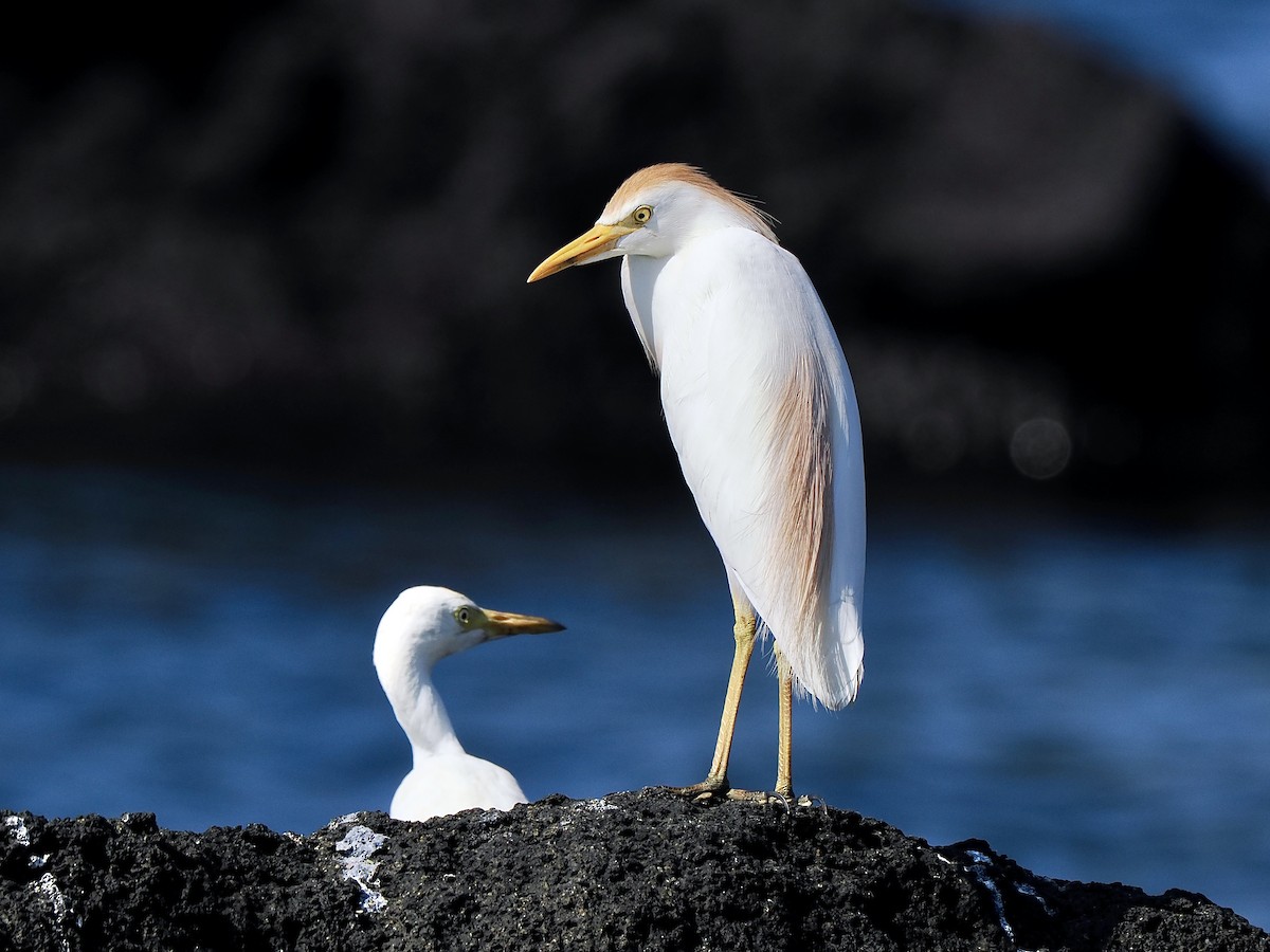 Western Cattle Egret - ML617560553