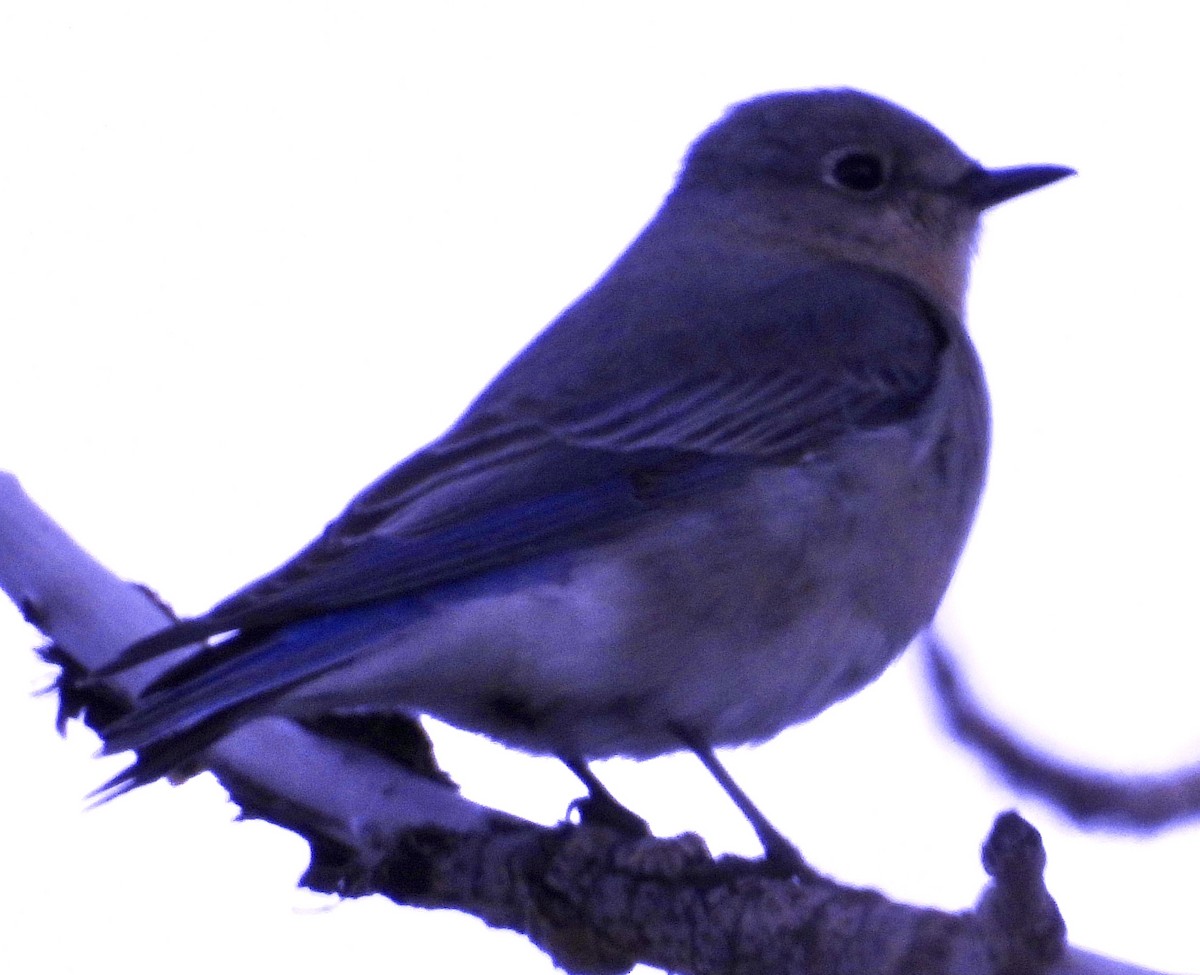 Mountain Bluebird - ML617560568