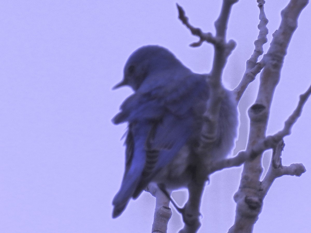 Mountain Bluebird - ML617560570