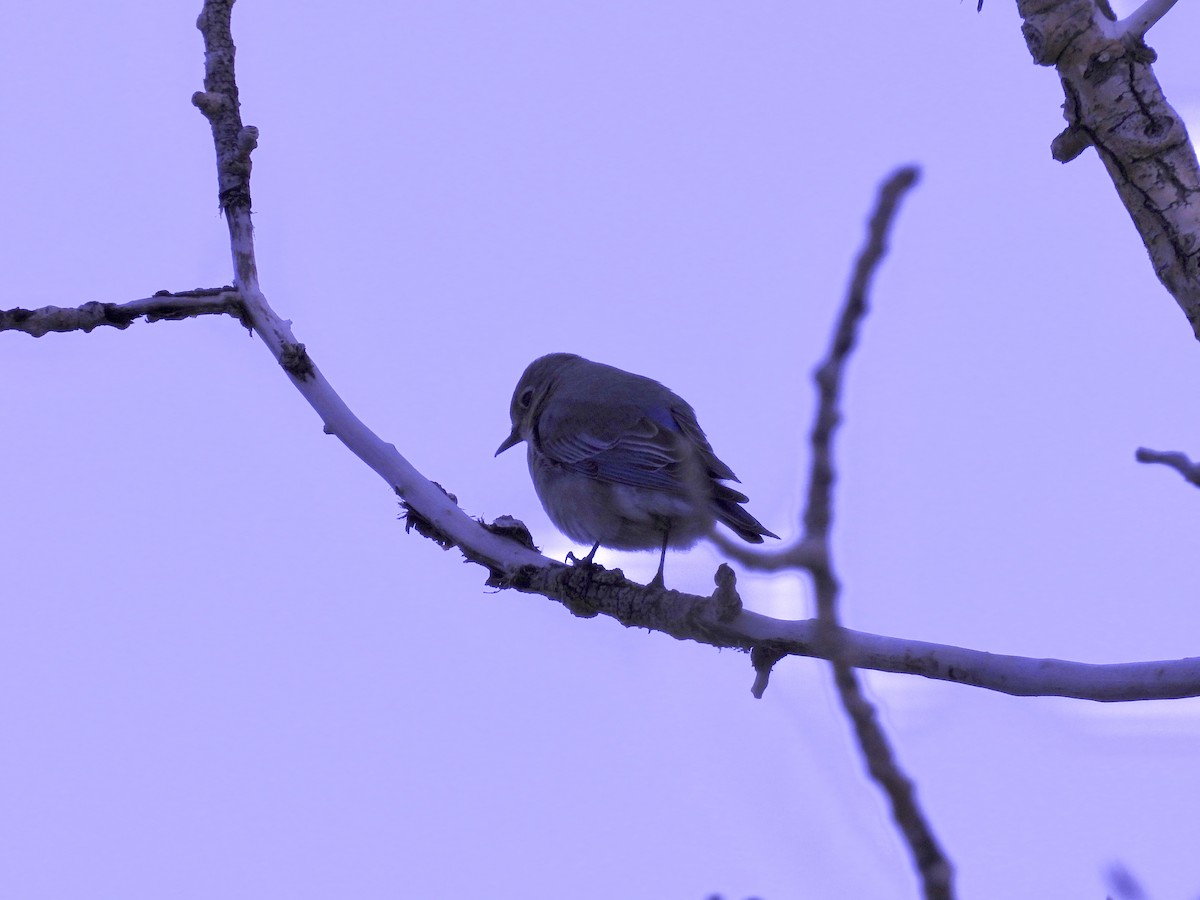 Mountain Bluebird - ML617560571