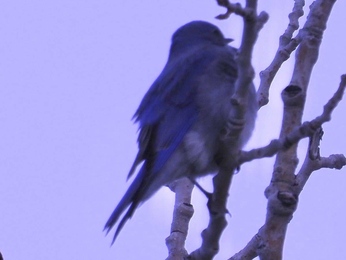 Mountain Bluebird - ML617560572