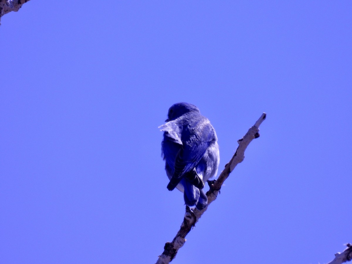 Mountain Bluebird - ML617560573