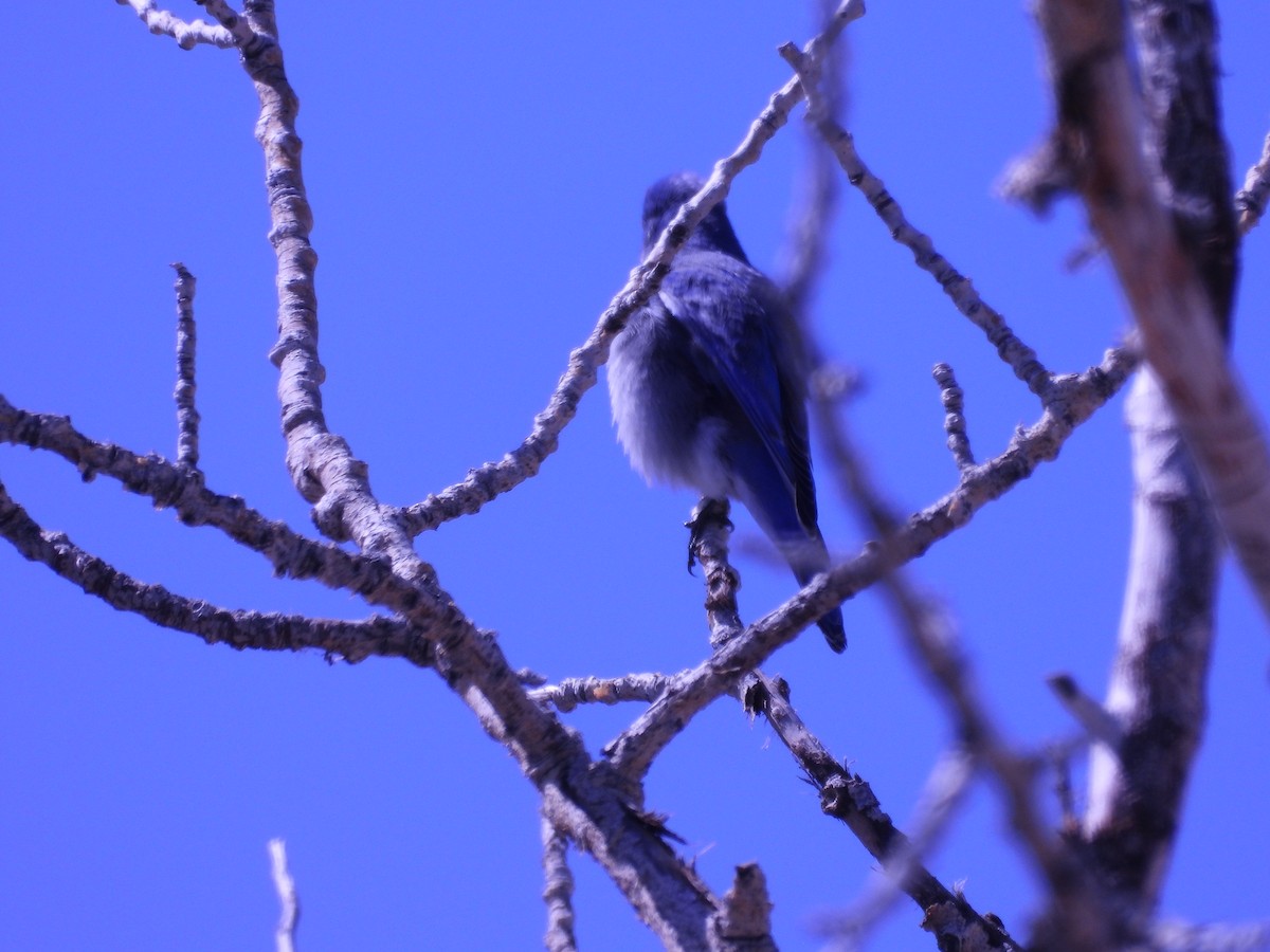 Mountain Bluebird - ML617560576