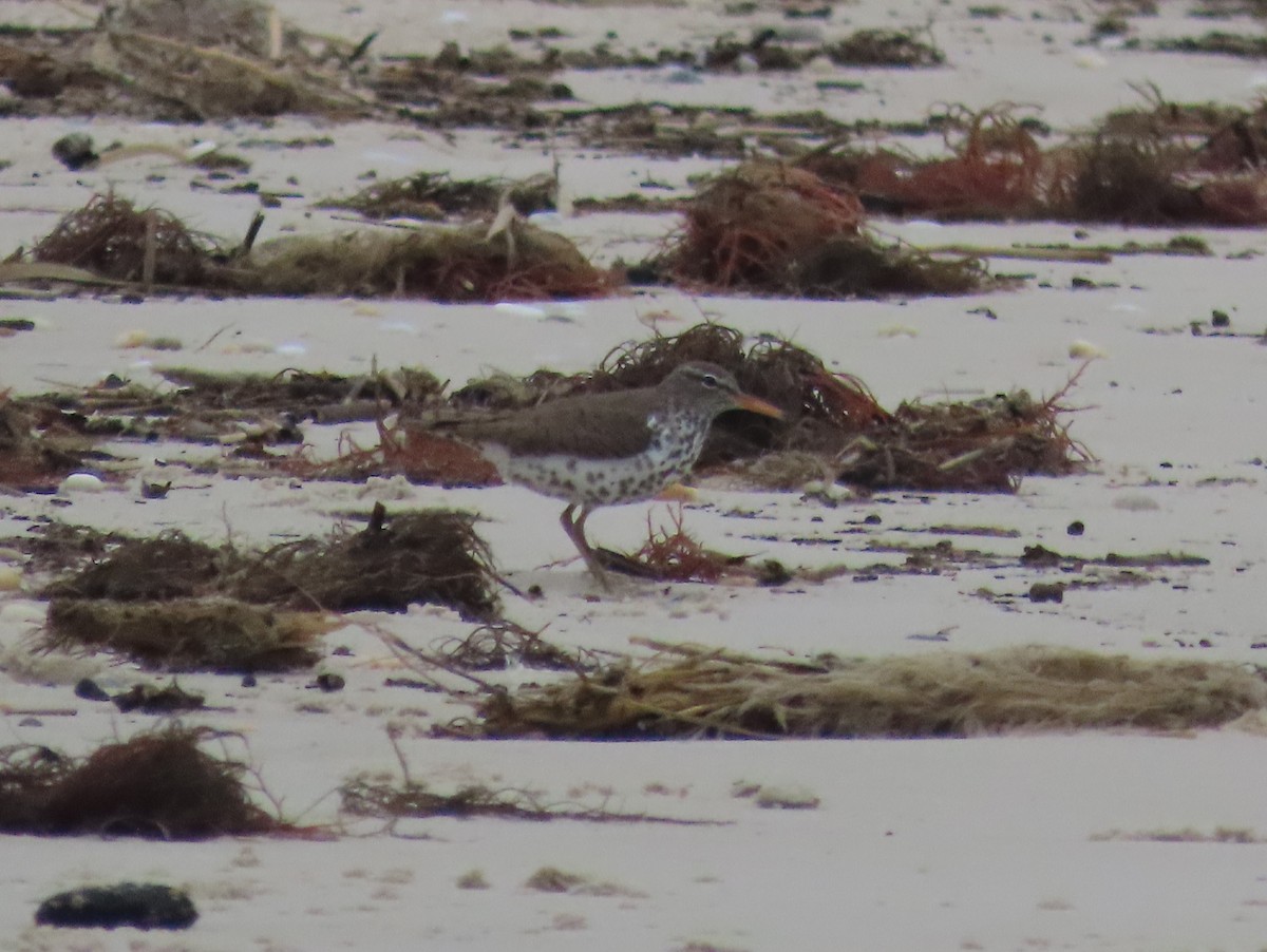 Spotted Sandpiper - Ruth Bergstrom