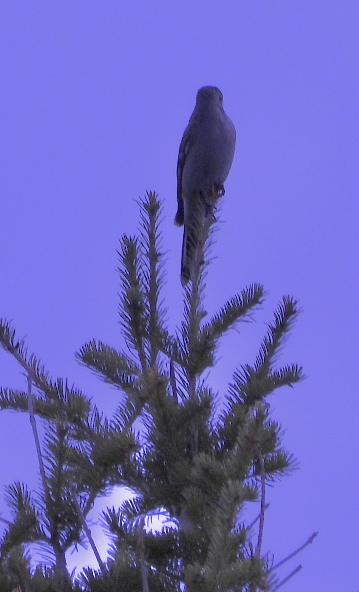 Townsend's Solitaire - ML617560587